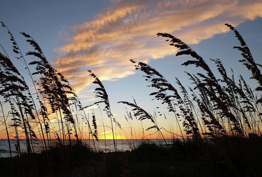 Beach Grass At Sunset - Gulf Of Mexico Photograph by Theodore Clutter