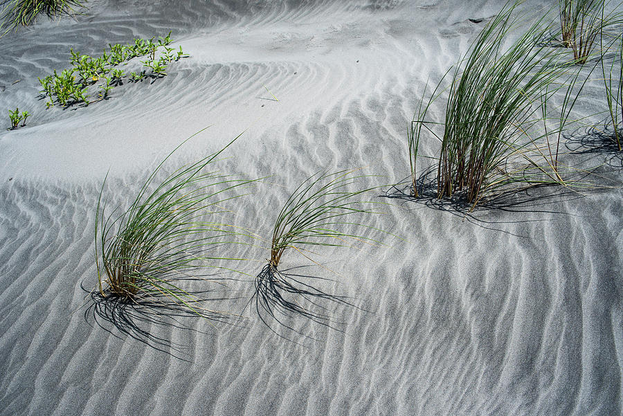 Beach Grass on Fore Dune Photograph by Robert Potts