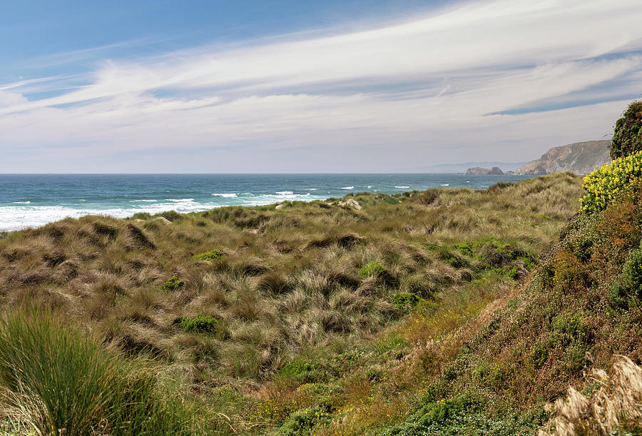 Beach Grass on the Coast Photograph by Lisa Malecki