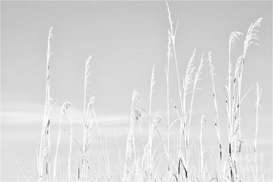 Beach Grasses Photograph by Merle Grenz
