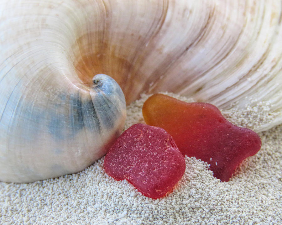Beach Jewels Photograph by Janice Drew