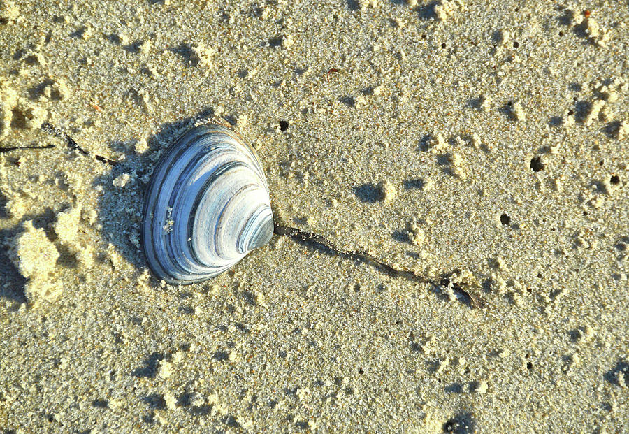 Beach Landing Photograph