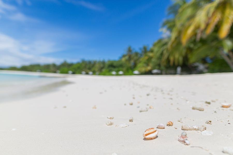Beach Landscape Closeup With Shells Photograph by Levente Bodo Beach Landscape Closeup With Shells Photograph by Levente Bodo