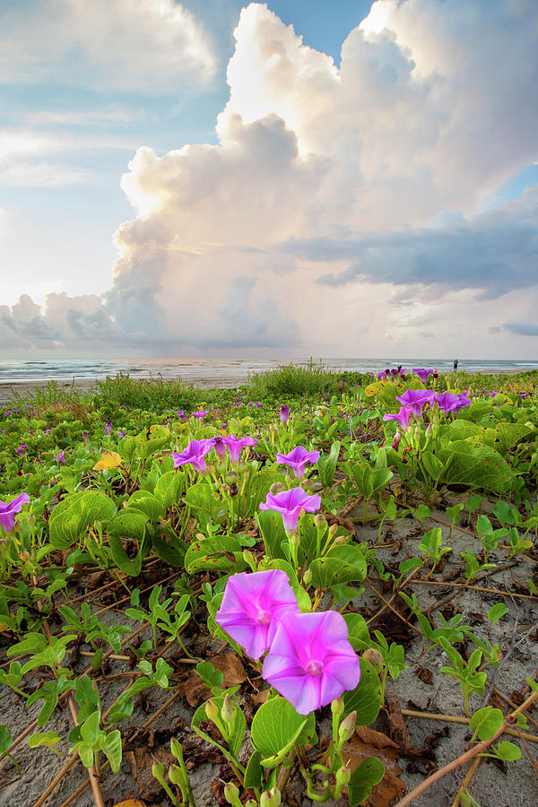 Beach Morning Glory In Bloom Photograph by Larry Ditto - Fine Art America