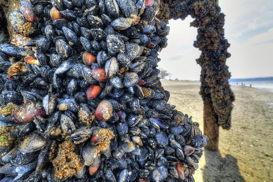 Beach Mussels Photograph by Spencer McDonald