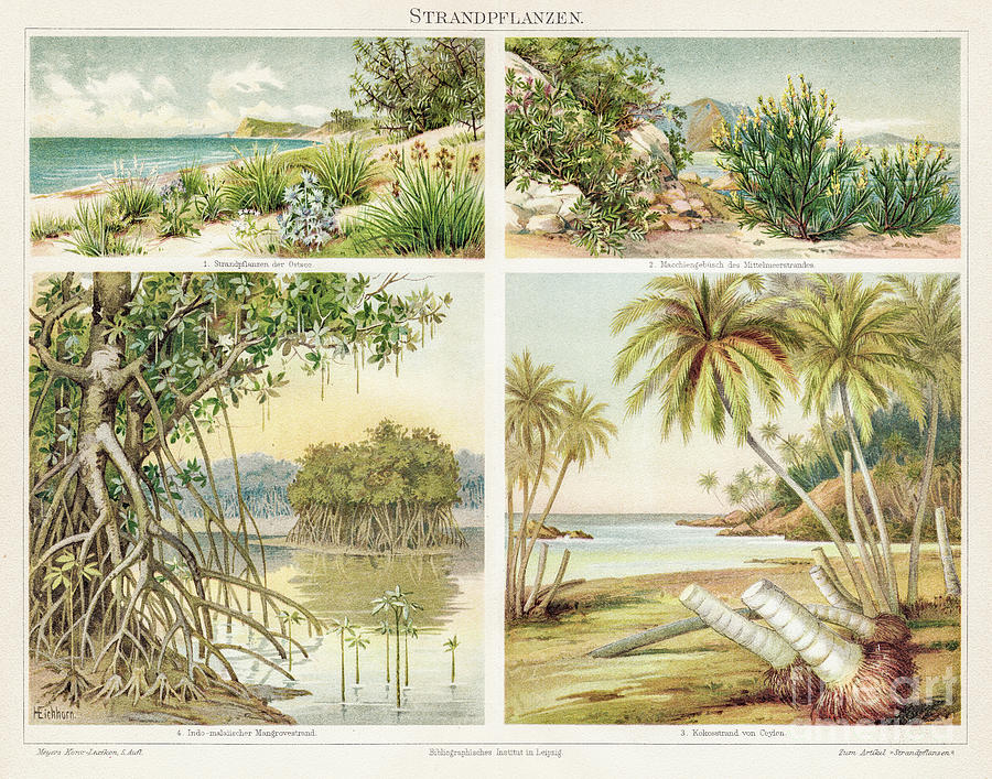 Beach Plants Chromolithograph 1895 Digital Art by Thepalmer