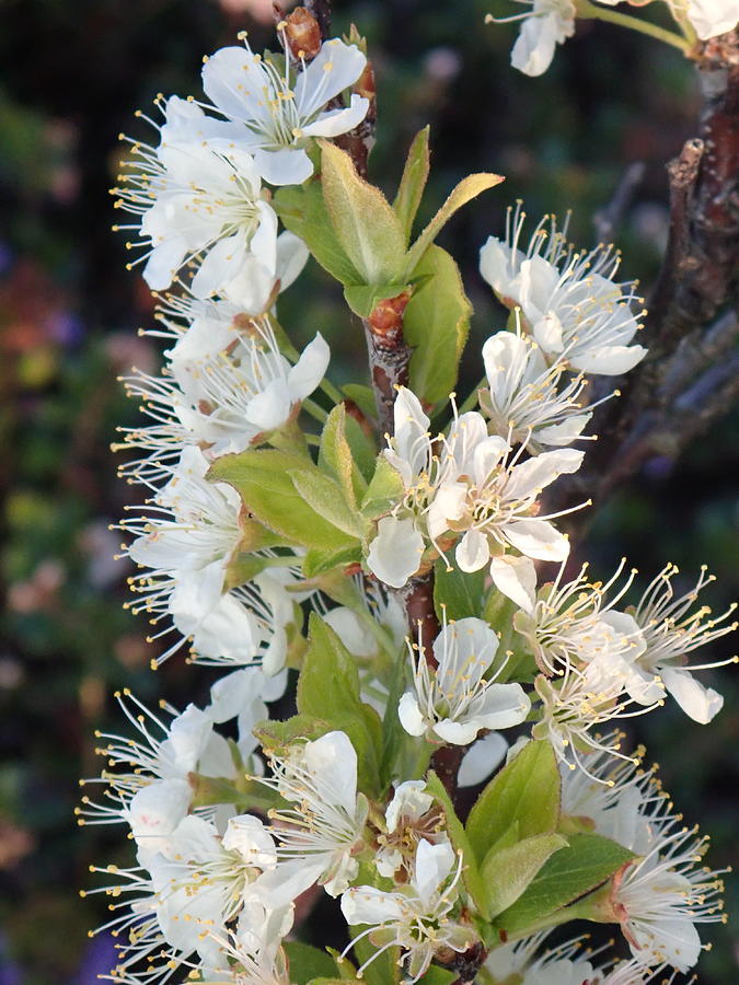 Beach Plum Flowers Photograph By Robert Nickologianis Fine Art America   Beach Plum Flowers Robert Nickologianis 