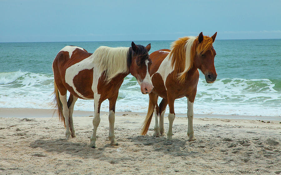 Beach Ponies Photograph by Linda Bielko