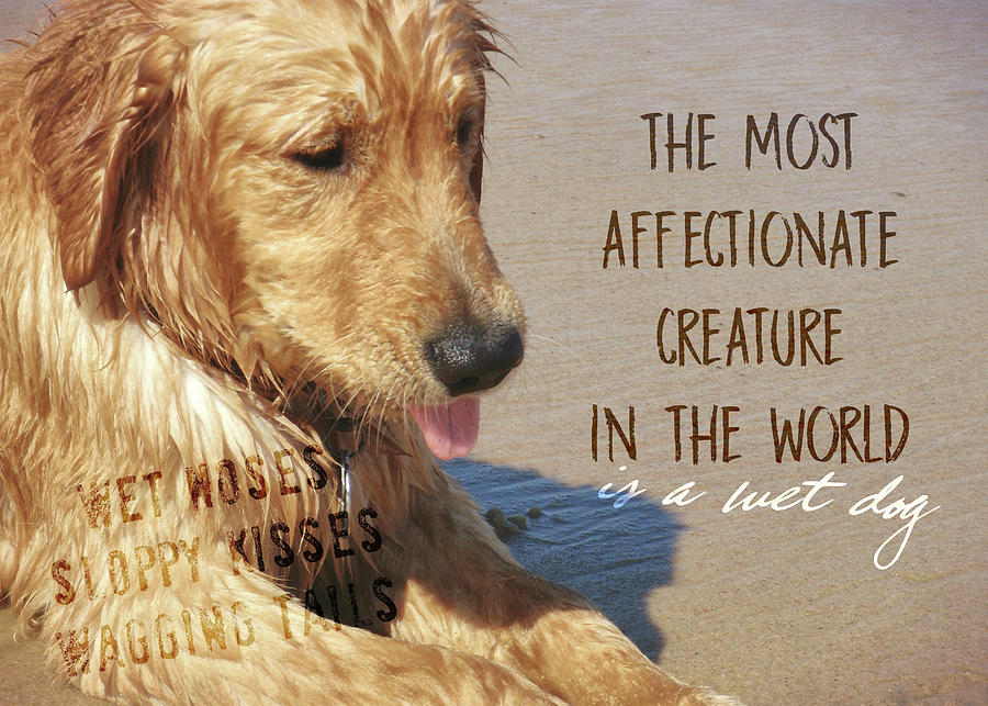 BEACH PUP quote Photograph by JAMART Photography