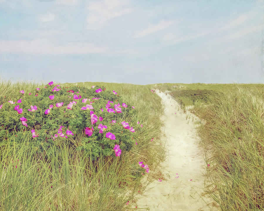 Beach Photograph - Beach Roses and Sandy Trail  by Brooke T Ryan