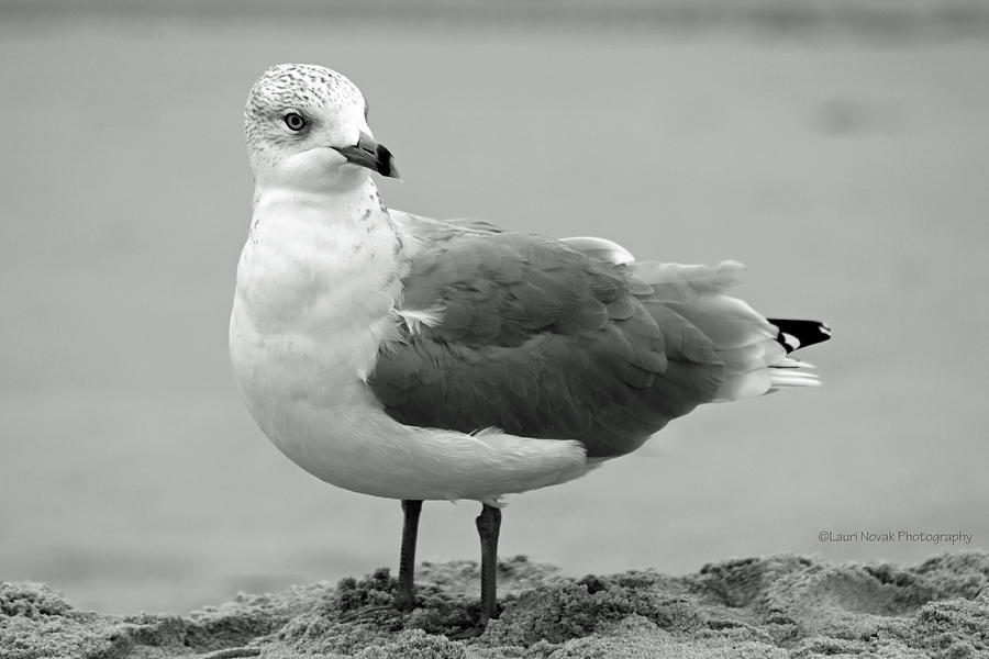 Beach Seagull Photograph by Lauri Novak