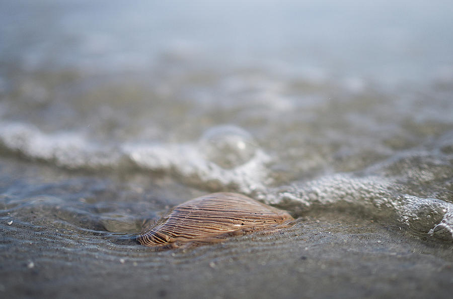 Beach Seashell Photograph by David Palmer