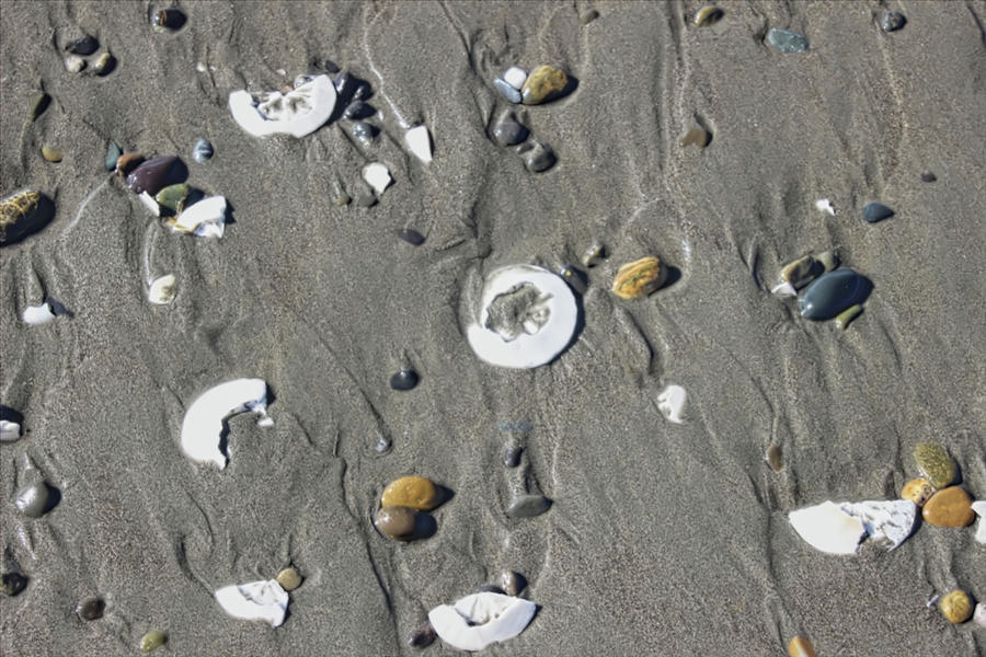 Beach shells Photograph by Cathy Anderson