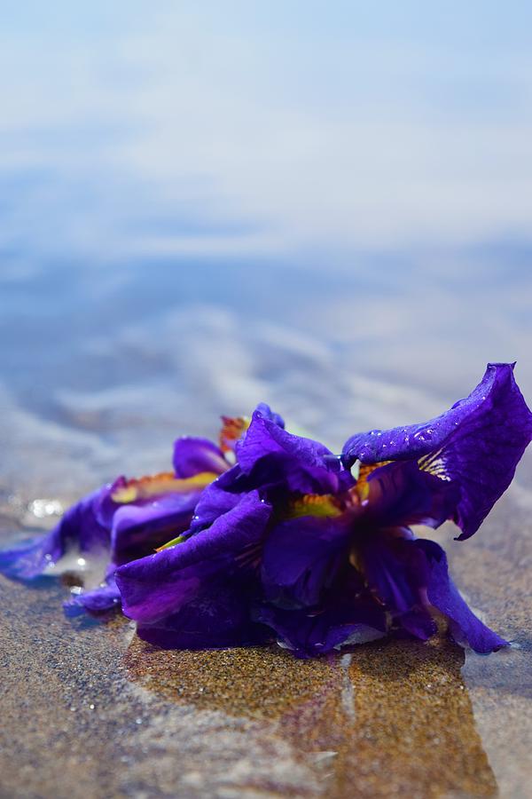 Beach Shore Iris Photograph by Lkb Art And Photography