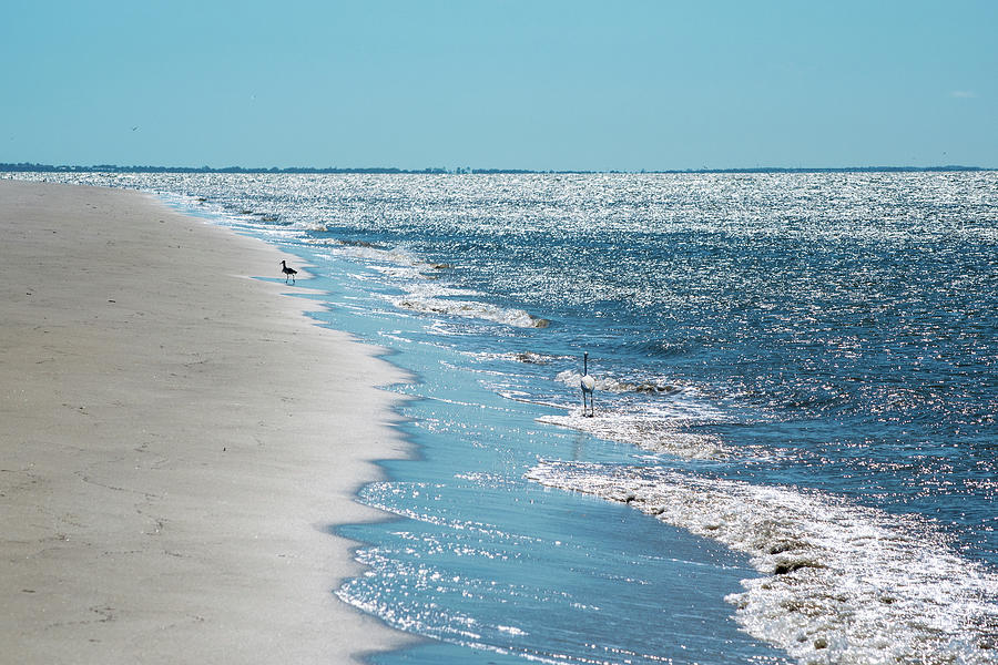 Beach Strolling with the Birds Photograph by Mary Ann Artz