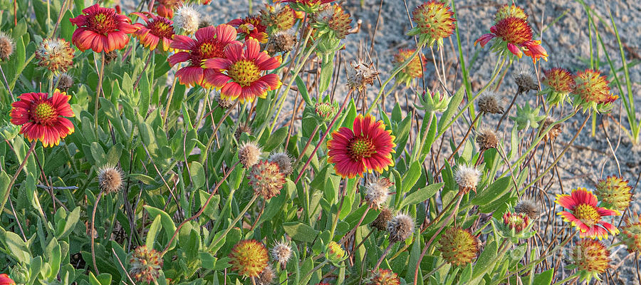 Beach Sunrise Flowers Photograph