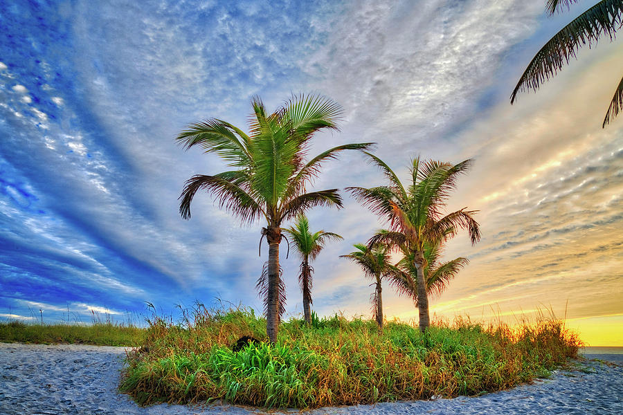 Beach Sunrise Over the Palms Photograph by Lynn Bauer