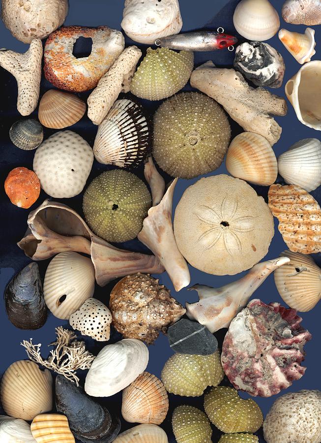 Shell Digital Art - Beach Treasures by Allie Sabalis