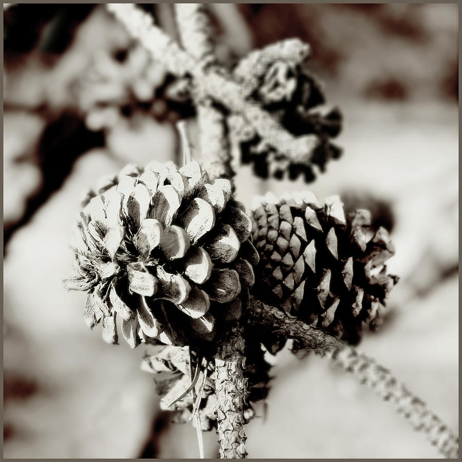 Beach Tree Cones Photograph by Harold Silverman - Trees & Old Fences