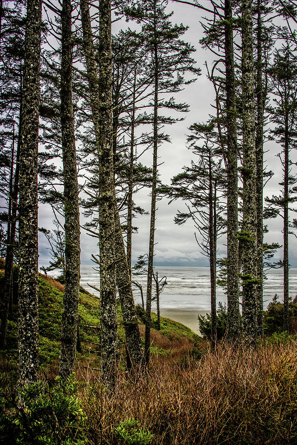 Beach Trees Photograph by Jerry Cahill