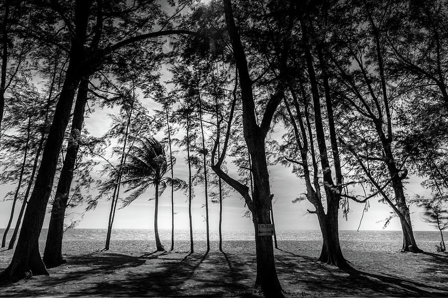 Beach Trees Silhouettes Photograph by Georgia Clare