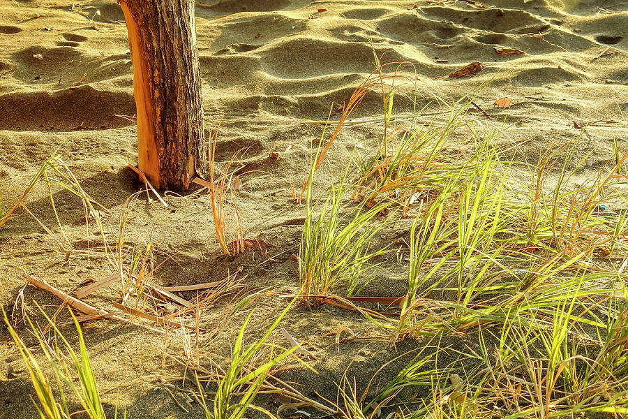 Beach weed Photograph by Matias Feucht - Fine Art America