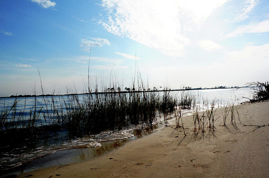 Beach weeds Photograph by Che Graves - Fine Art America