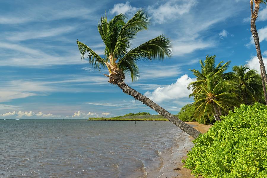 Beach With Palm Tree Digital Art by Heeb Photos