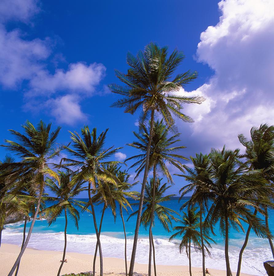 Beach With Palm Trees Digital Art by Alberto Biscaro - Fine Art America