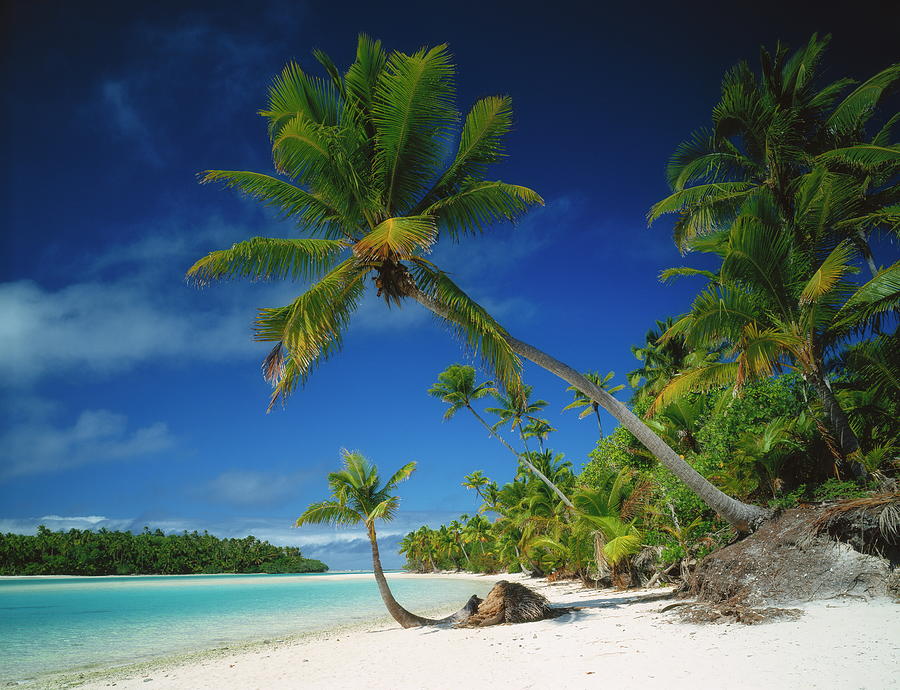 Beach With Palm Trees, Cook Islands Digital Art by Friedmar Damm - Fine ...