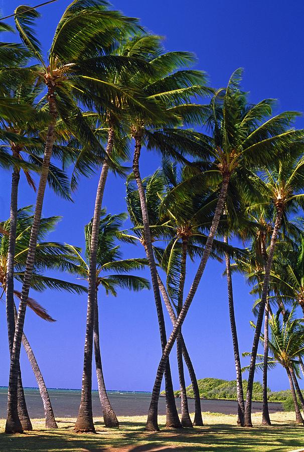 Beach With Palm Trees Digital Art by Guido Cozzi - Fine Art America