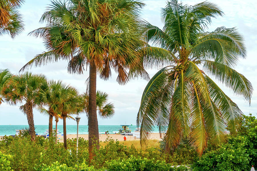 Beach With Palm Trees Digital Art by Laura Zeid
