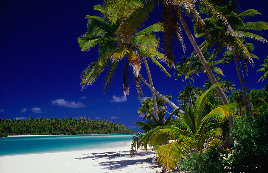 Beach With Palm Trees On Island In Photograph by Dallas Stribley