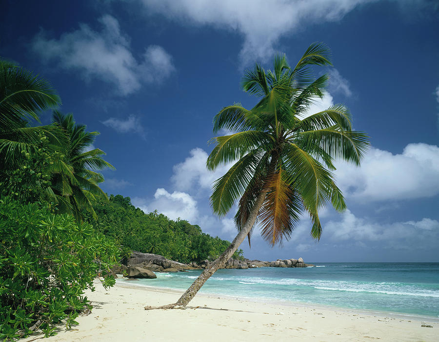 Beach With Palm Trees, Seychelles Digital Art by Fridmar Damm - Fine ...