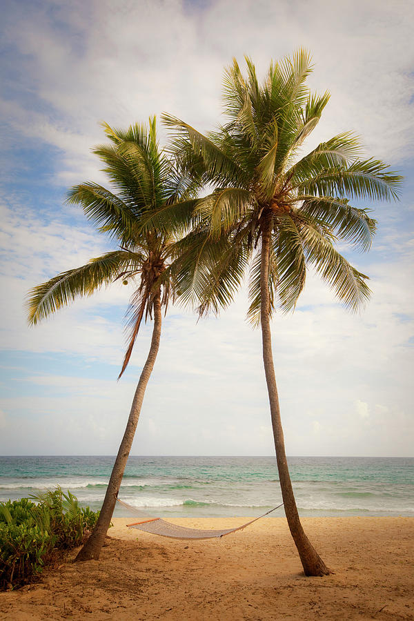 Beach With Pam Trees, Fiji Digital Art by Douglas Peebles