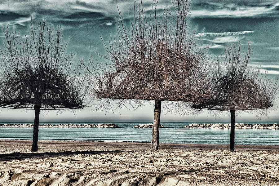 Beach with Tamarisk trees in Italy Photograph by Vivida Photo PC