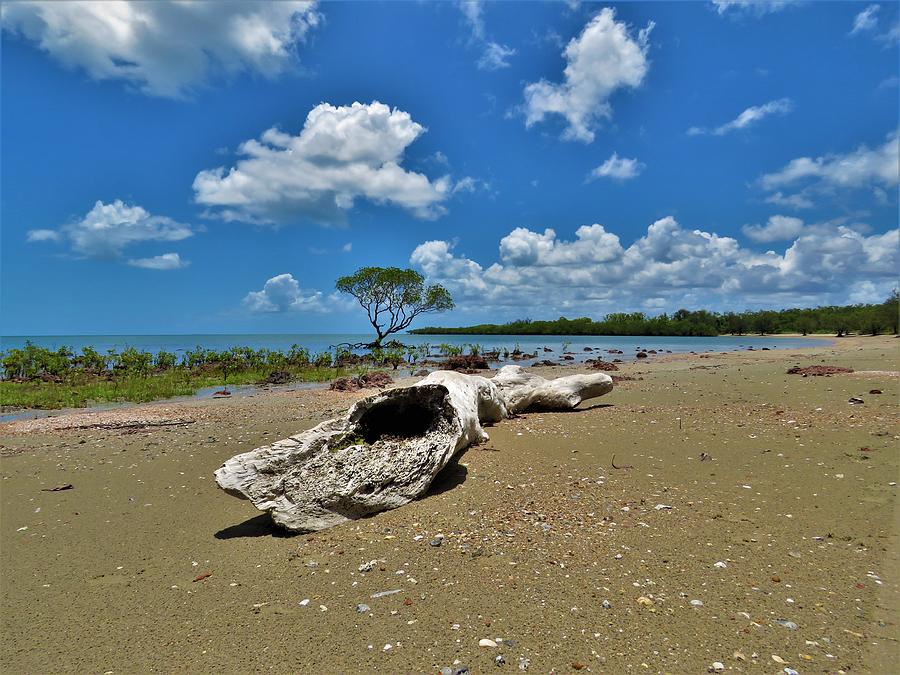 Beached Log Drifted Ashore  Photograph by Joan Stratton