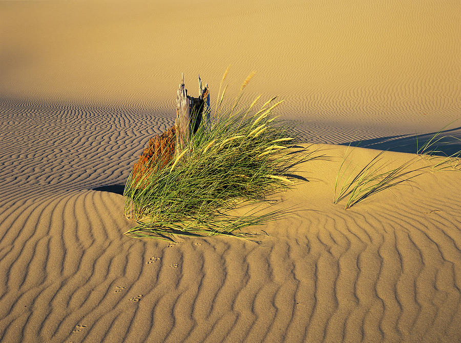 Beachgrass and Ripples Photograph by Robert Potts