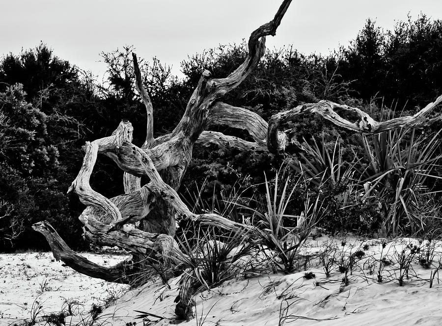 Beachwood Tree Photograph By James Worley Fine Art America 7608