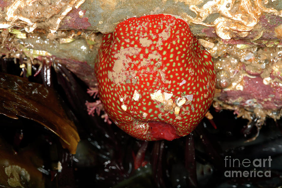 Beadlet Anemone Photograph by Science Photo Library Beadlet Anemone Photograph by Science Photo Library