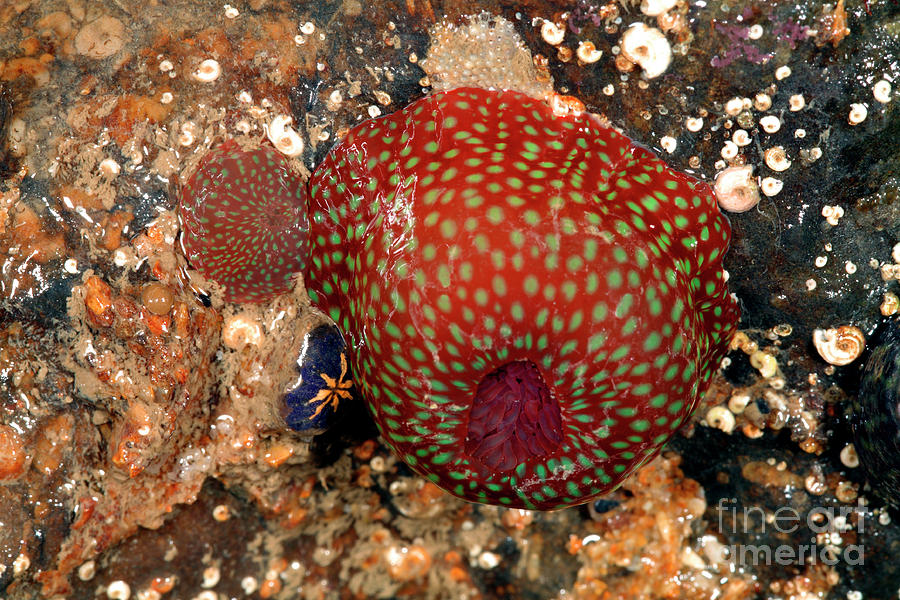Beadlet Anemone With Young Photograph by Science Photo Library Beadlet Anemone With Young Photograph by Science Photo Library