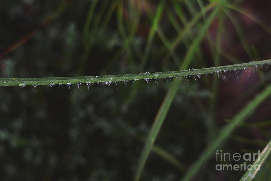 Beads of water drops - Macro -nature Photograph by Adrian De Leon Art and Photography
