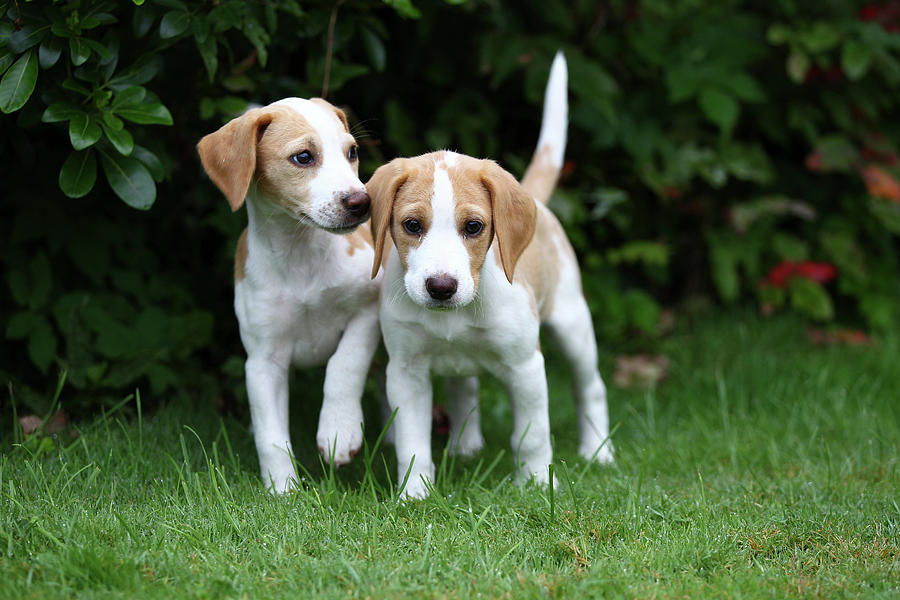 Animal Photograph - Beagle 15 by Bob Langrish