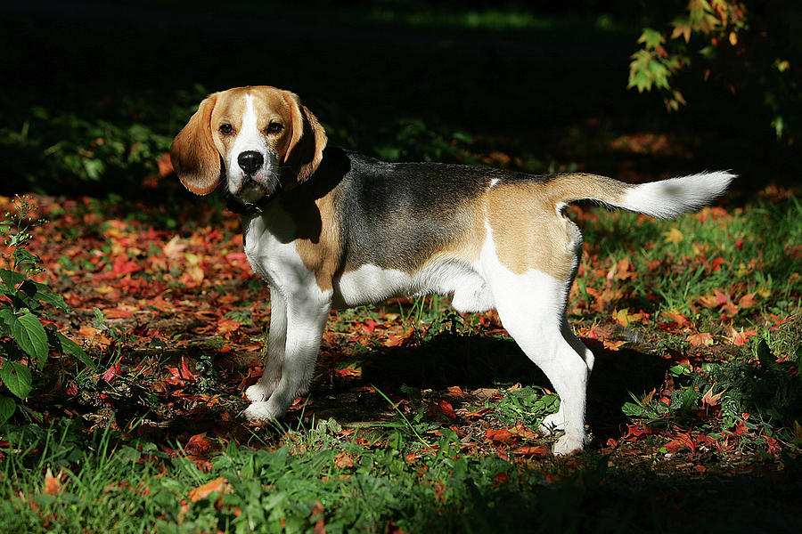 Animal Photograph - Beagle 26 by Bob Langrish
