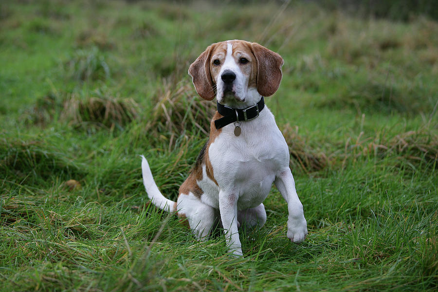 Animal Photograph - Beagle 33 by Bob Langrish