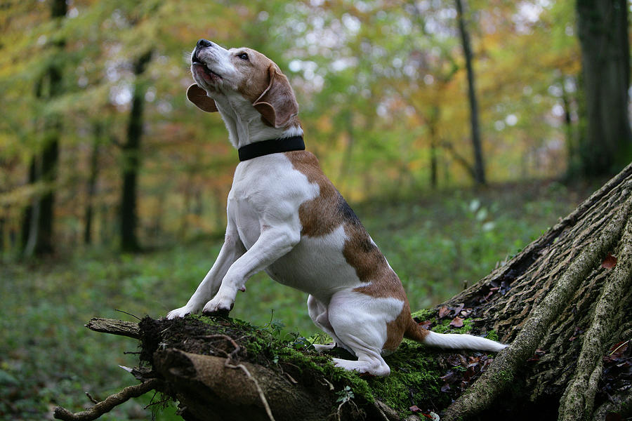 Animal Photograph - Beagle 38 by Bob Langrish