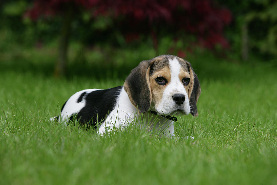 Animal Photograph - Beagle 45 by Bob Langrish