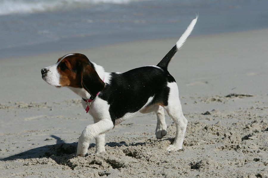 Animal Photograph - Beagle 53 by Bob Langrish