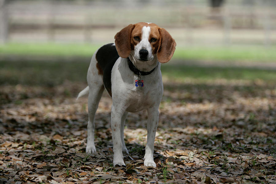 Animal Photograph - Beagle 54 by Bob Langrish