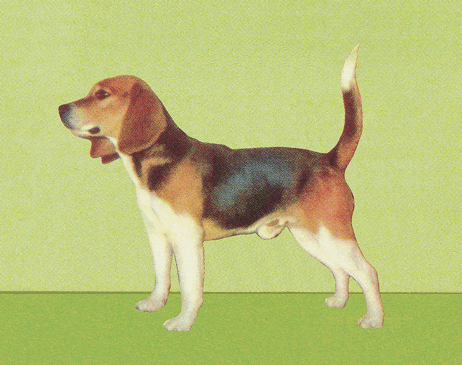 Vintage Drawing - Beagle by CSA Images